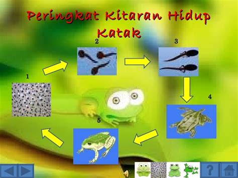 Kitaran Hidup Katak