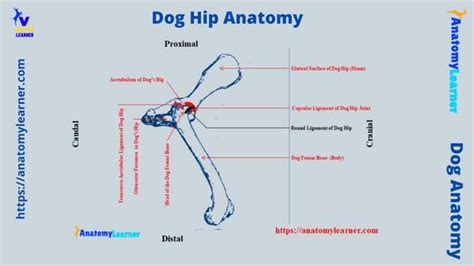 Dog Hip Anatomy Bones Muscles And Vessels Anatomylearner The