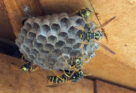 European Paper Wasp Nest In Czech Republic Whats That Bug