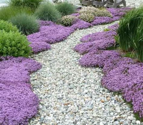 Creeping Thyme Thymus Serpyllum 100seeds Thymus Serpyllum