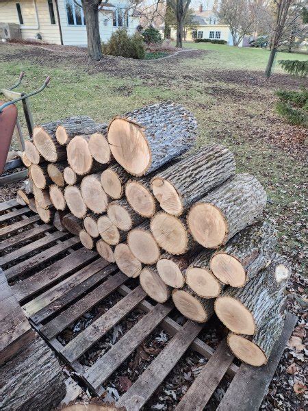 Small Ash Score Today Firewood Hoarders Club