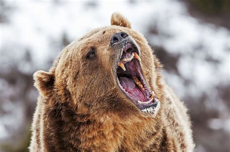 Not All Bears Are Grizzlies Financial Advisor Pocatello Idaho