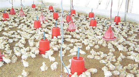 Pune Farmer Turns To It To Solve Poultry Problems The Indian Express
