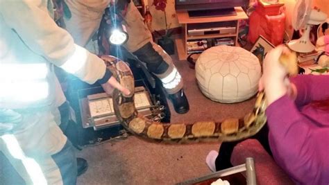 Eight Foot Long Boa Constrictor Rescued From Gas Fire In Lincolnshire Home