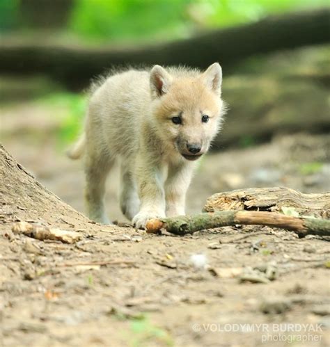 Arctic Wolf Pup Wolf Pup Cute Animals Puppies Arctic Wolf