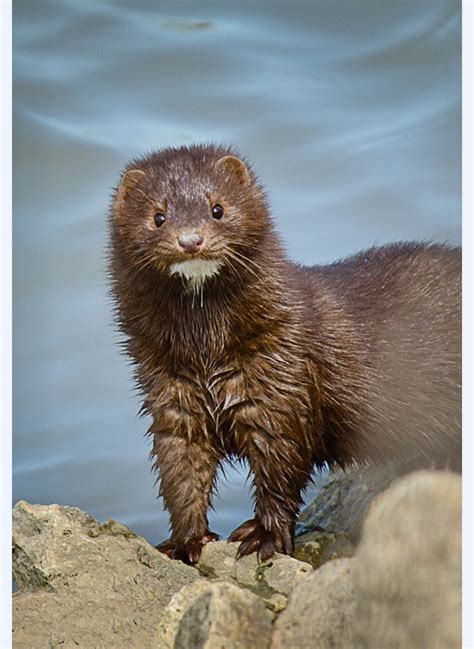 Wet Mink Emerging From The Water They Are Semiaquatic Carnivorous