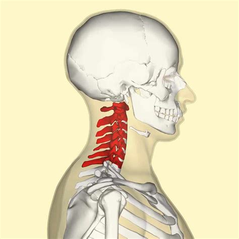 Anatomy Of Cervical Spine Vertebrae