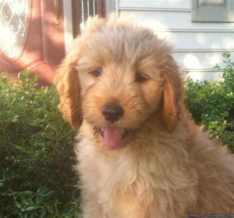 Goldendoodle price varies from breeder to breeder, and depends on numerous factors like coat type and color, size, breeder experience, and more. Standard F1 Goldendoodle Puppies. Red, Cream, Apricot ...