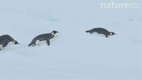 Emperor Penguin Sliding