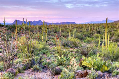 Saguaro National Park Meet Americas Largest Cacti