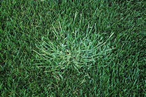 How to remove crabgrass from your lawn. The 5 Best Crabgrass Killers + Reviews & Ratings! (Oct. 2020)