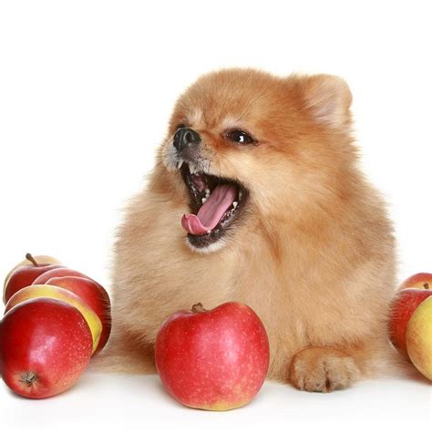 What Fruits Can Pomeranians Eat