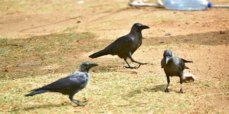Kenyans To Earn Sh10 000 For Each Bird Killed Nairobi News