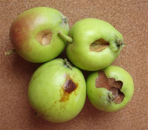 Keeping these cultivars away from perimeter areas may reduce overall damage from plum curculio, apple maggot, and other pests. Explain it to me...plum curculio in apples - General Fruit ...