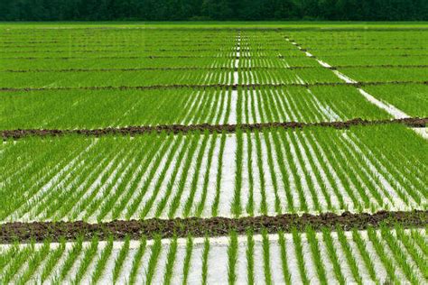 Agriculture Flooded Field Of Rice Seedlings Flooding Seedling Rice Helps To Control Weeds And