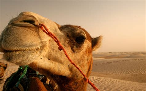 Camello En El Desierto 1680x1050 Fondo De Pantalla 4322