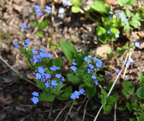 Myosotis Scorpioides Forget Me Not Water Forget Me Not North