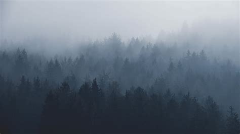Hd Wallpaper Silhouette Of Trees Covered By Fog High Angle Photo Of