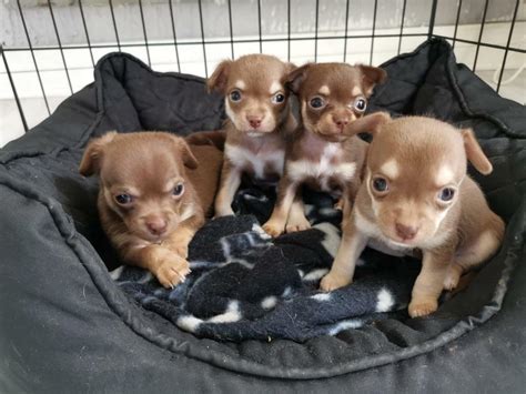 Chocolate Chihuahua Pups In Glasgow City Centre Glasgow Gumtree
