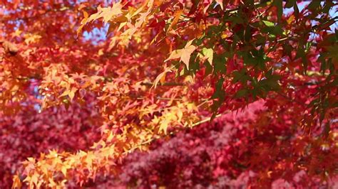 Autumn Fall Foliage Trees Leaves Momiji Red Leaf Stock Video Footage