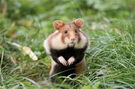 European Hamster Cute Animals Pinterest