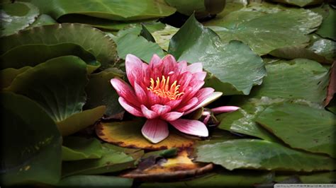 Download Red Lotus Resting On The Pond Wallpaper 1920x1080 Wallpoper