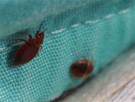 New Bed Bug Publication Insects In The City
