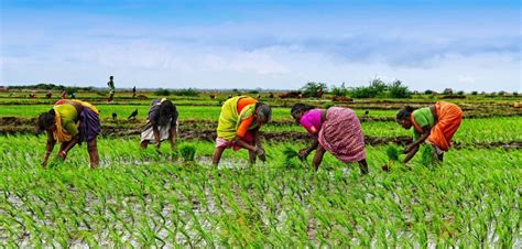 Women Vital To Agricultural Development Borgen