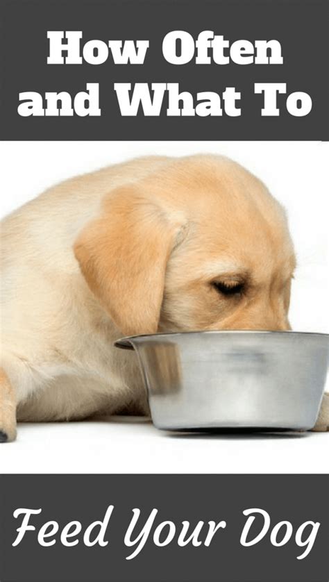 When to start feeding puppies solid food? What can a puppy eat? How many times should you feed them ...