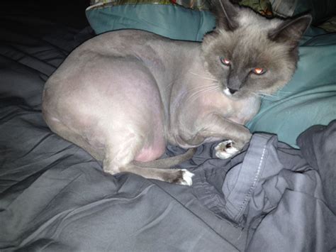 Shaved Cat Shaved Cat Fur Friend Cats