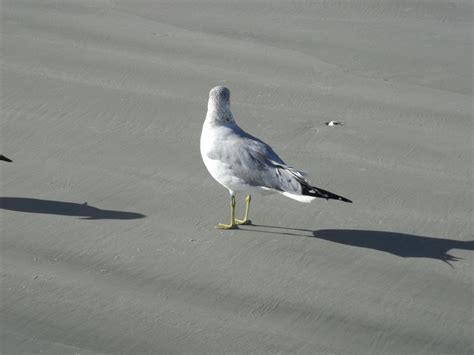 Free Images Coast Water Nature Sand Ocean Bird Wing White
