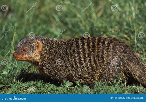 Banded Mongoose Mungos Mungo Adult Standing On Grass Stock Image