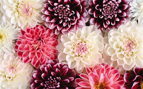 203 Dahlia Hd Wallpapers Background Images Wallpaper Abyss