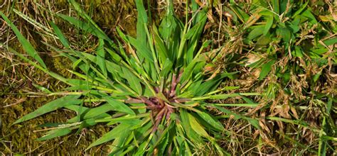 13 Common Lawn Weeds In Australia Dicas De Identificação E Remoção