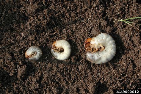 Japanese Beetle Japanese Beetle Grubs Feed On Roots And Organic Matter