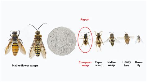 Wasp Nest Identification Chart