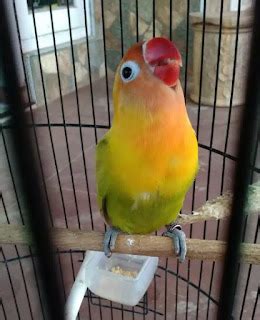 8 Cara Perawatan Lovebird Paud Agar Bermental Fighter Dan Rajin