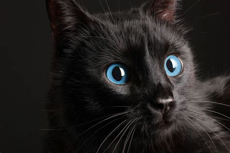 Rare Cat Breeds With Blue Eyes Pets Lovers