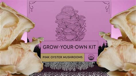 hodgins harvest organic mushroom grow kits youtube