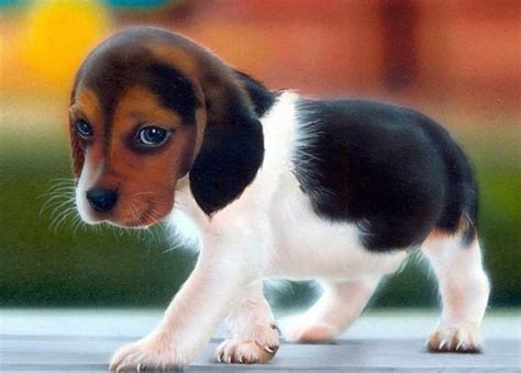 They are scent hounds, bred to hunt foxes by scent. English FoxHound Dog - Facts with Pictures | Pets World