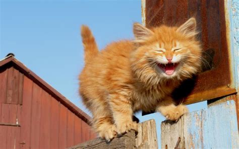 Hd Laughing Kitten Wallpaper Download Free 104811