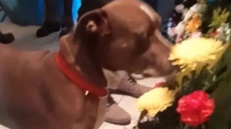 Video Perro Se Despide De Su Dueña En Su Funeral Y Se Hace Viral