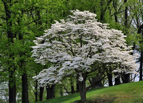 It's a deciduous tree that grows to an impressive 50. Flowering Dogwood | Direct Native Plants - MD, DE, PA, VA