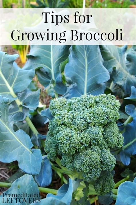 Tips For Growing Broccoli In Your Garden Gardening Growing Broccoli