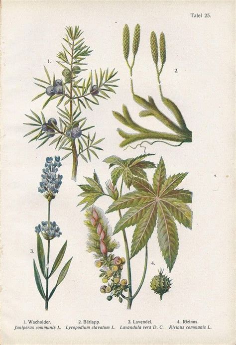 Vintage Botanical Illustration 1920s Juniper Lavender Castor Oil