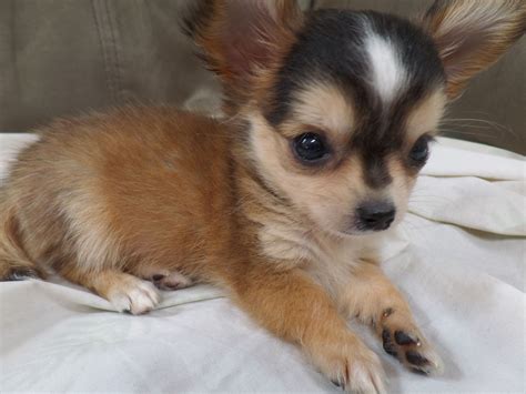 67 Chihuahua Babys Photo Bleumoonproductions