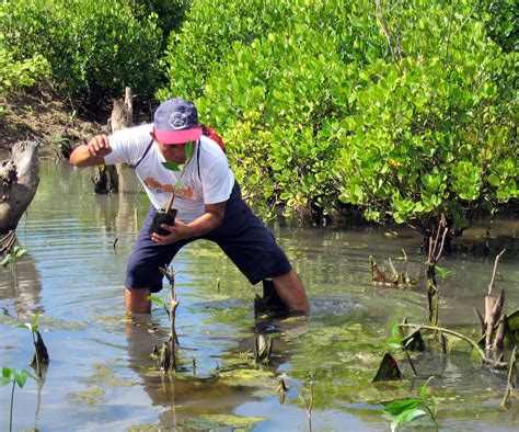 importance of sediment flow for mangrove conservation and restoration wwf