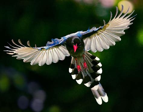 Most Beautiful And Rarest Birds In The World A Collection Of