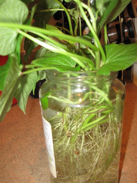 I planted my potatoes in early april and they are now about three feet off the ground with lots of branches and leaves. Growing Food in Florida: Sweet potatoes from store bought ...