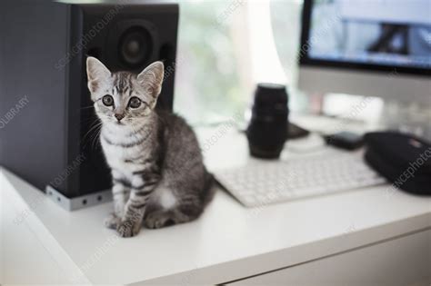 Download this premium vector about cute ninja cat working in front of his computer, and discover more than 16 million professional graphic resources on freepik Close up, tabby cat sitting on desk, computer, loudspeaker ...